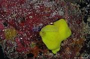 Leucetta sp eponge lobee jaune-Safaga Middle reef-12m-20171124-Denis-ADER-DSC_3864_tn